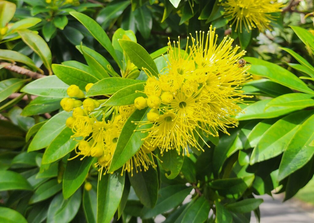 Xanthostemon chrysanthus - Golden Penda