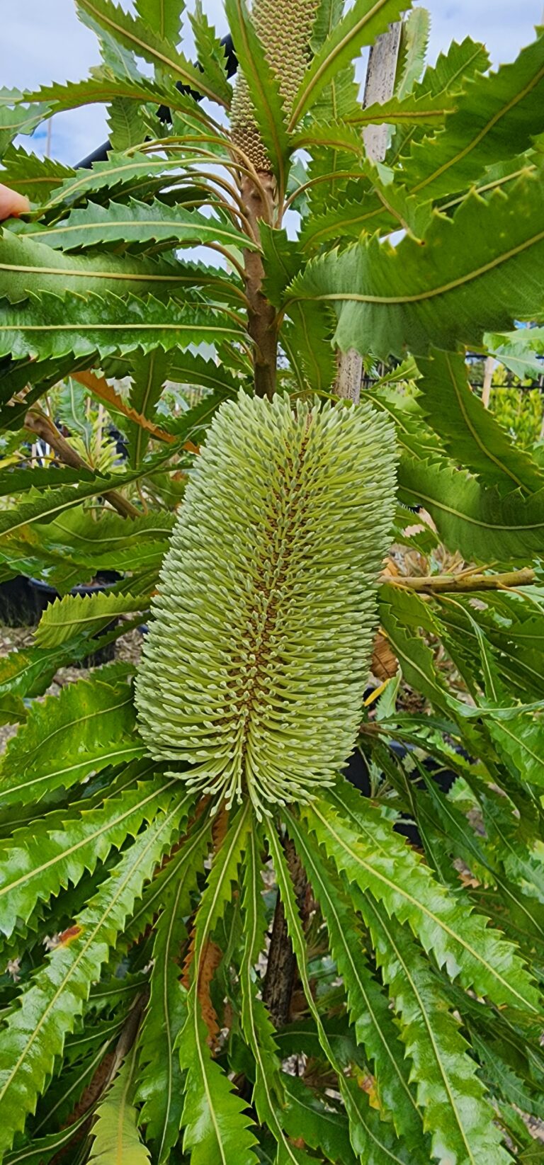 Banksia aemula