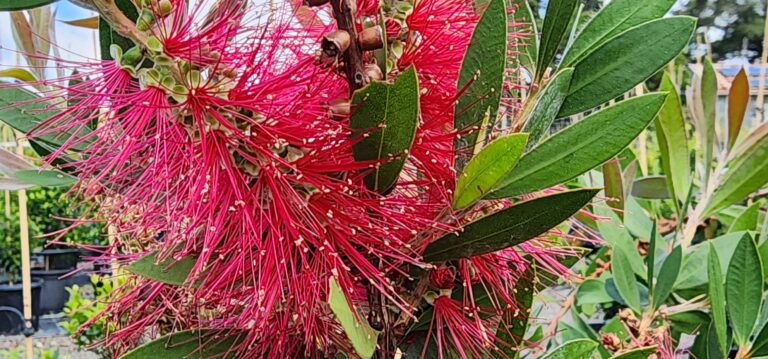 Callistemon Bottlebrush