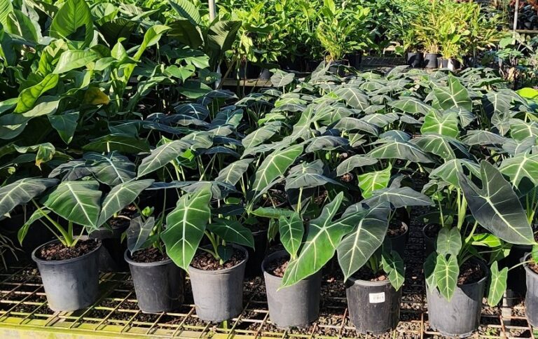 Alocasia Frydek