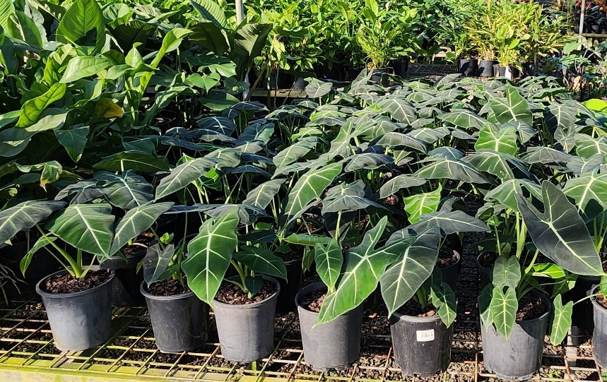 Alocasia Frydek